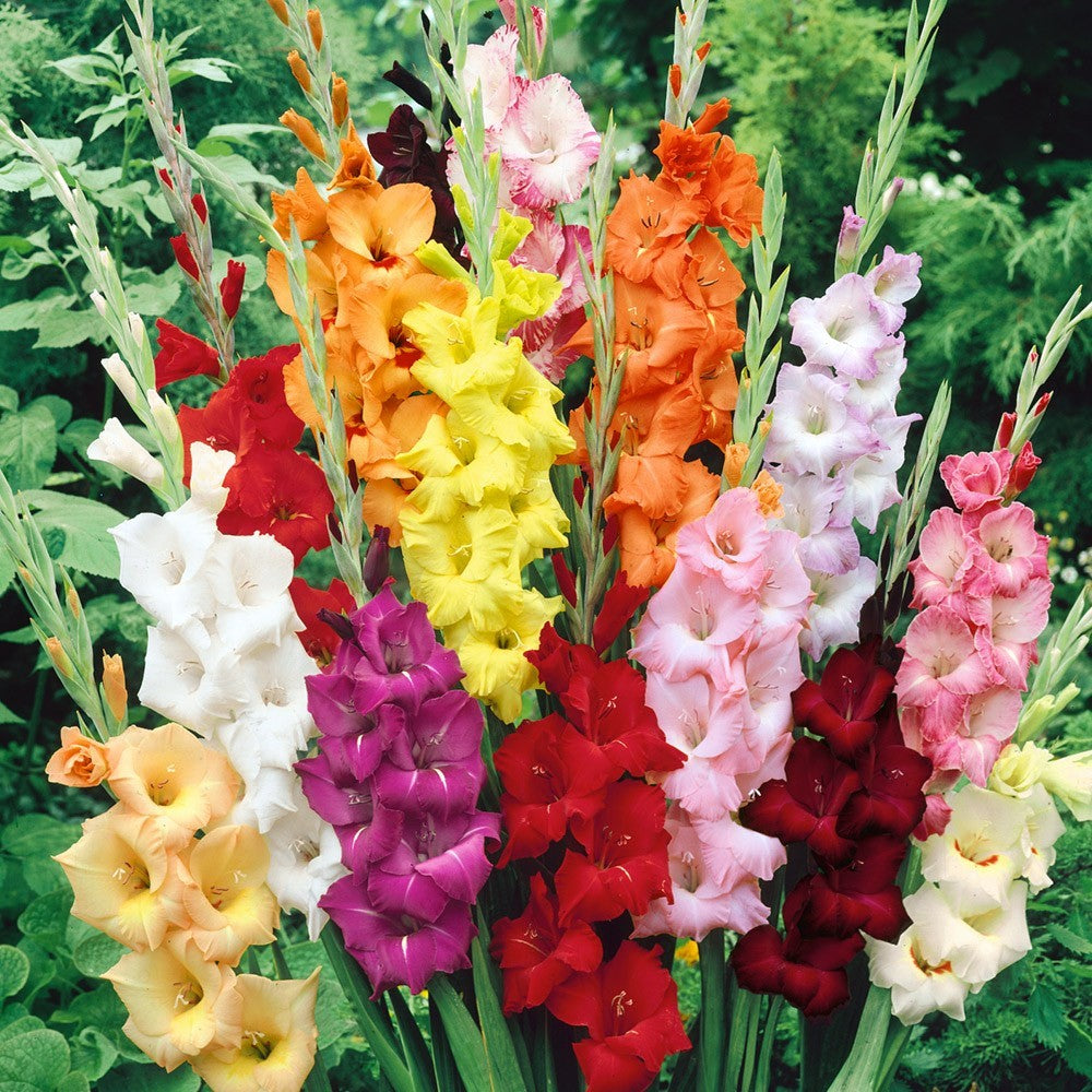 Gladioli - Mixed