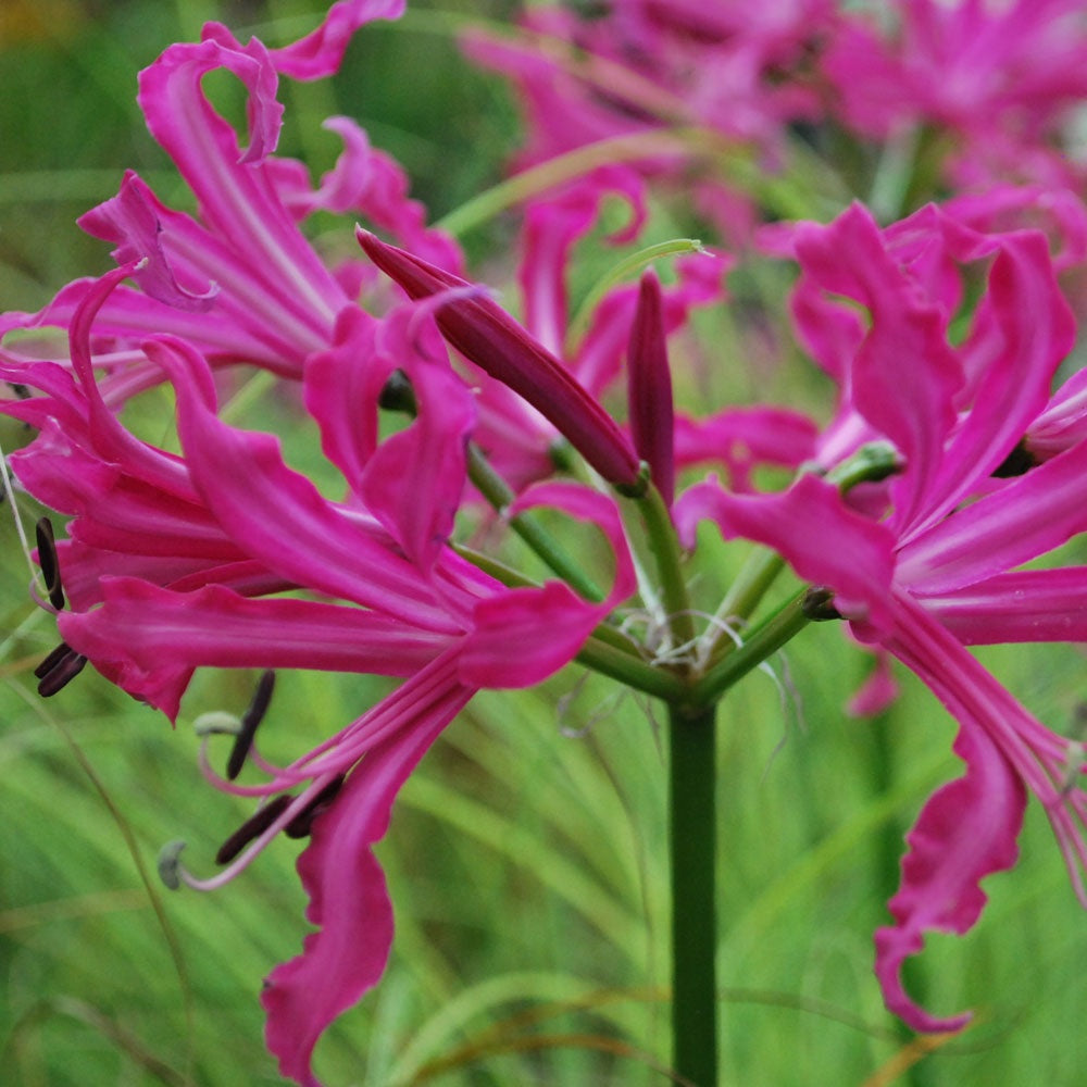 Nerine Bowdenii