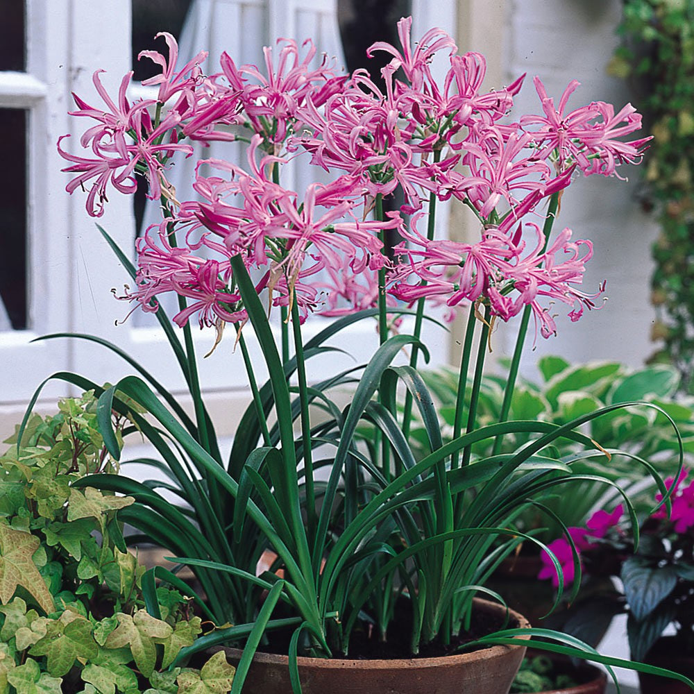 Nerine Bowdenii