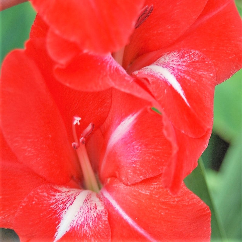 Gladioli Traderhorn