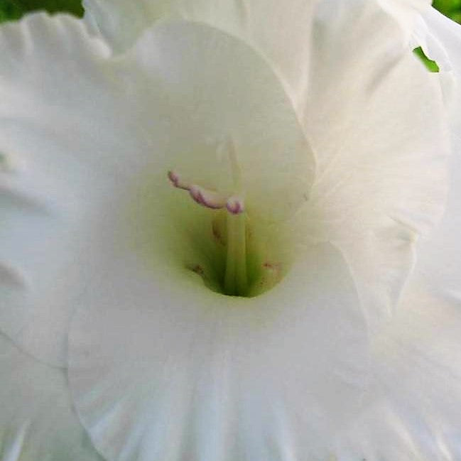 Gladioli - White Prosperity