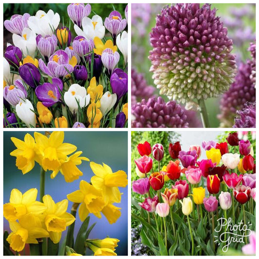 Humphreys Garden Spring Bulb Collections