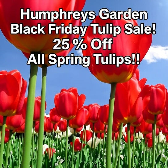 Humphreys Garden Black Friday Tulip Sale !