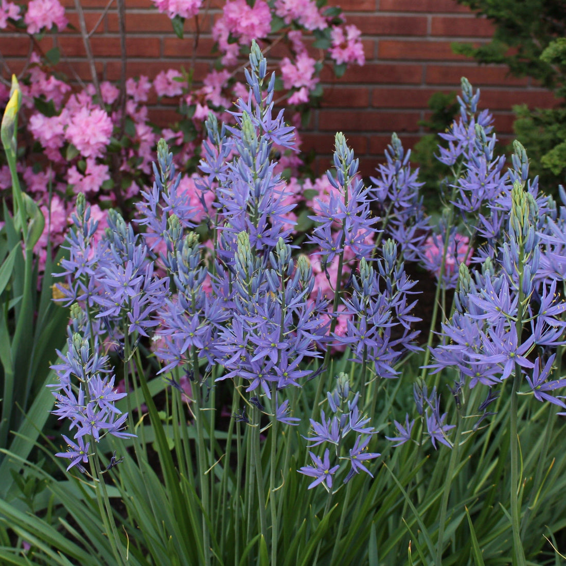 Camassia