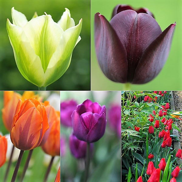 Gardening with Tulips: The Ultimate Guide