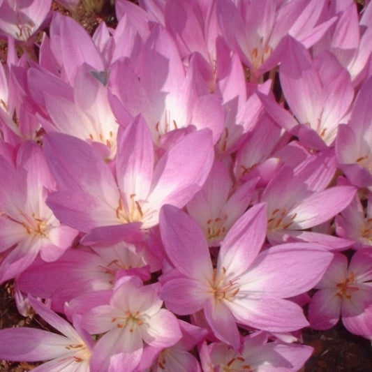 Colchicum - The Giant