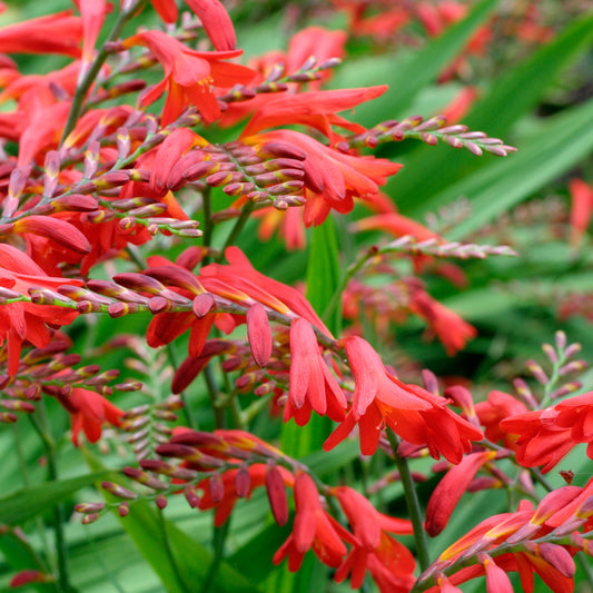 Crocosmia / Montbretia