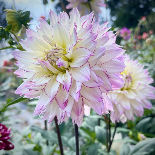Dahlias
