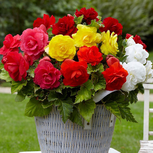 Begonias