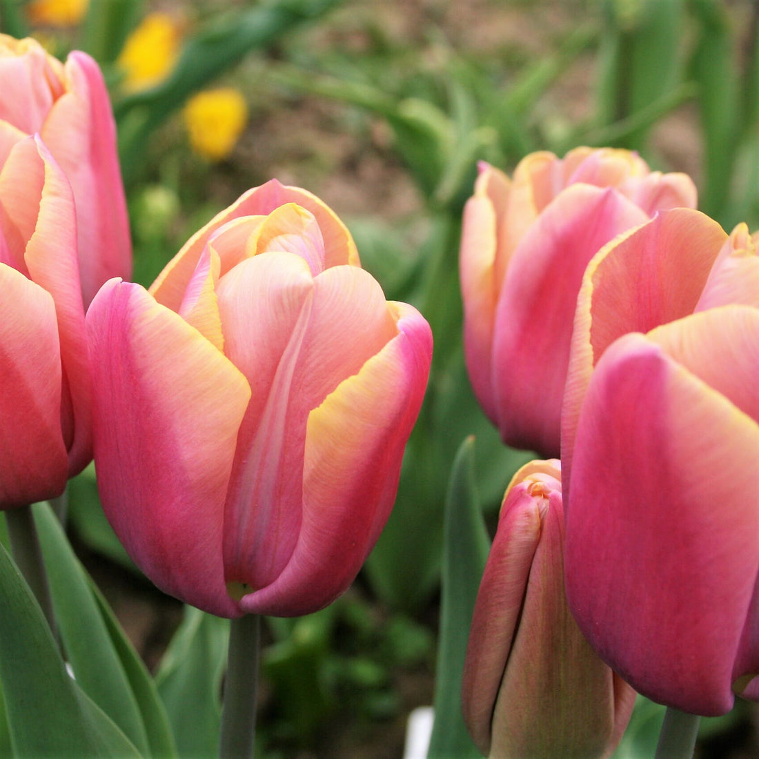 November is Tulip Month !