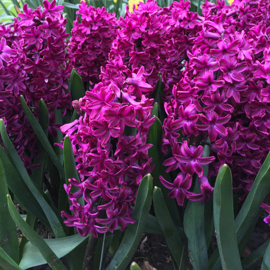 Hyacinth Flower Bulbs