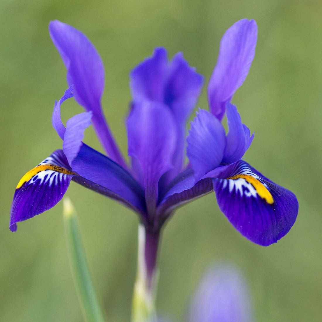 Irises