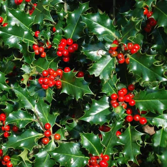 December News Letter