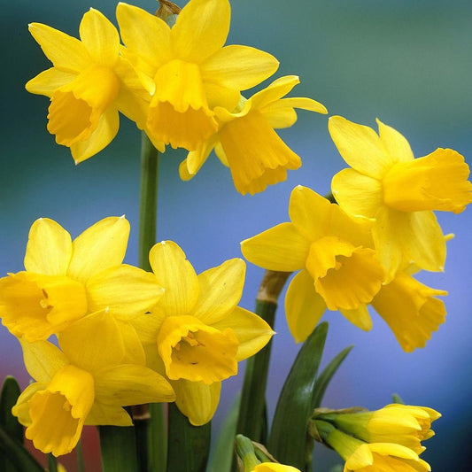 Tete A Tete : A Delightful Spring Flower