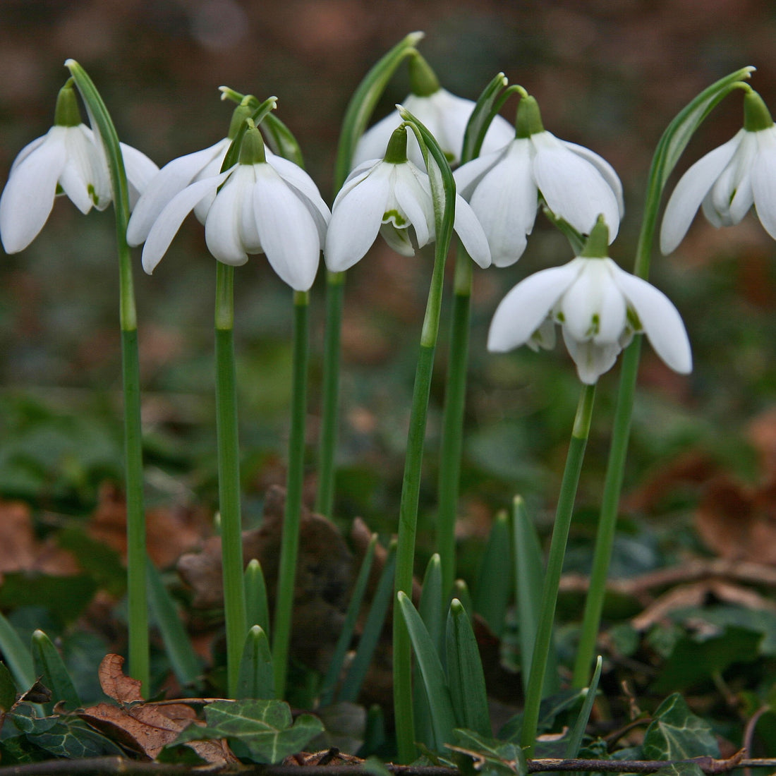 Garden Jobs For January.