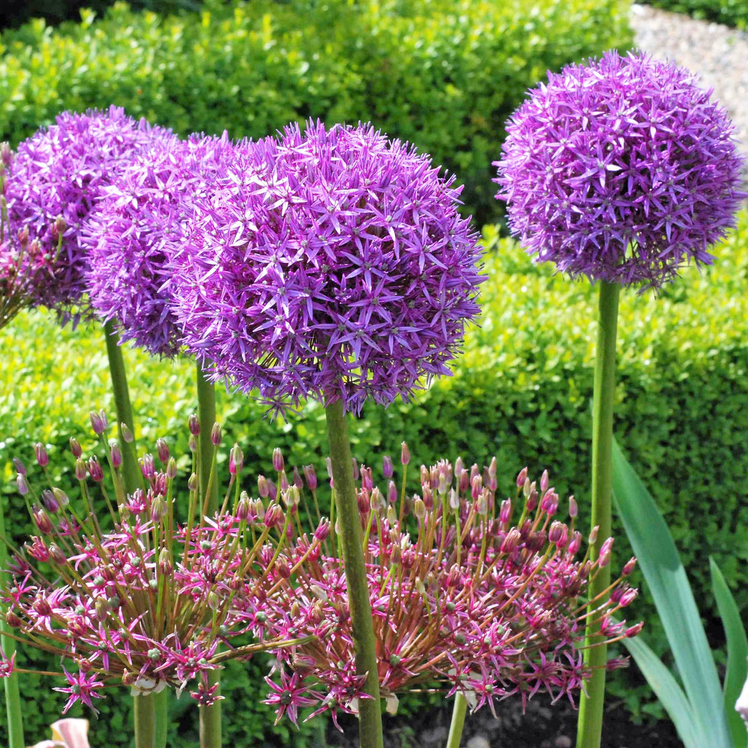 Alliums – Humphreys Garden