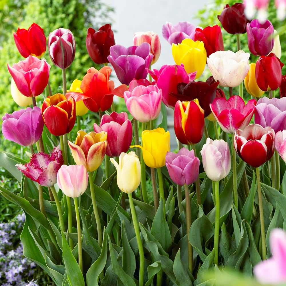 Tulip Triumph – Humphreys Garden