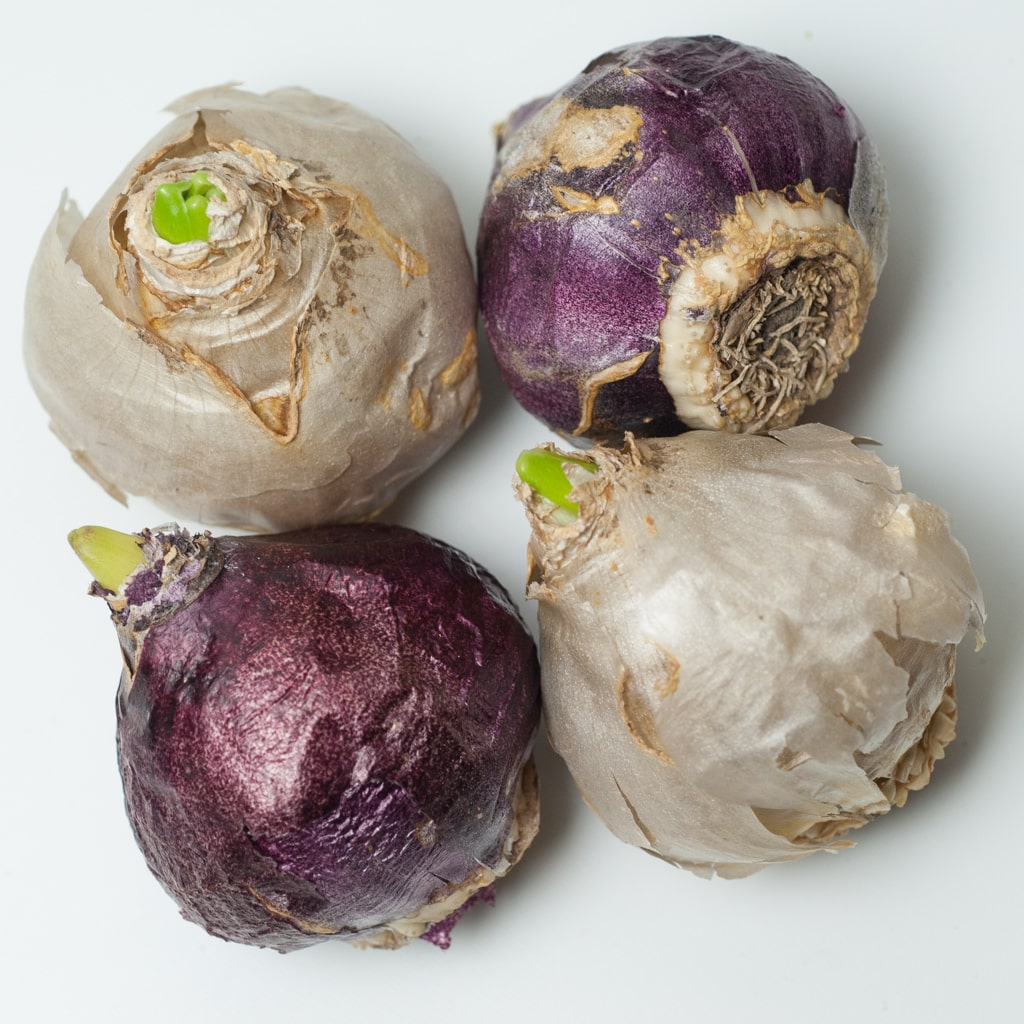 Humphreys Garden Hyacinth Collection x 25 Flower Bulbs