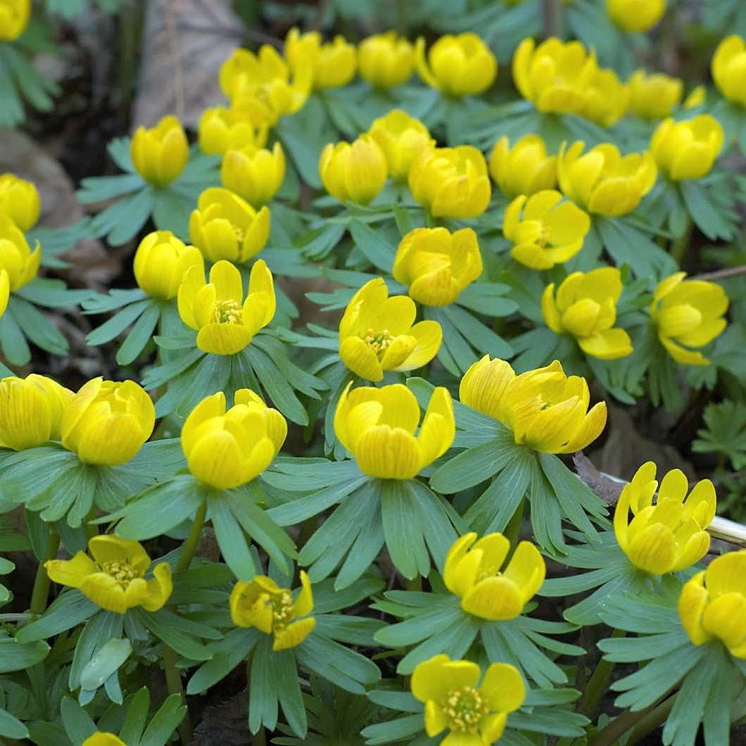 Winter Aconite - Eranthis Hyemalis