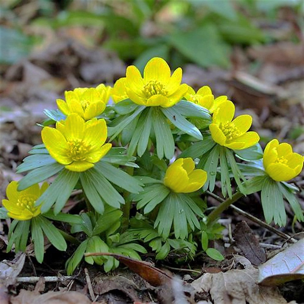 Winter Aconite - Eranthis Hyemalis