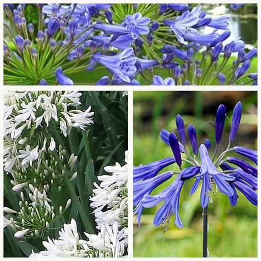 Agapanthus - Blue & White Mix ( Bare Roots )