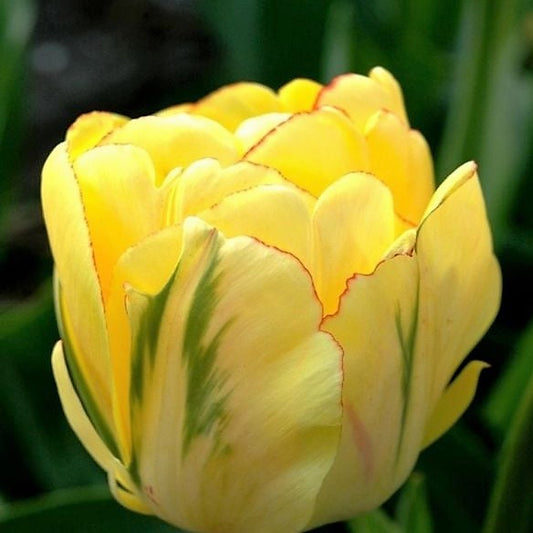 Tulip - Akebono