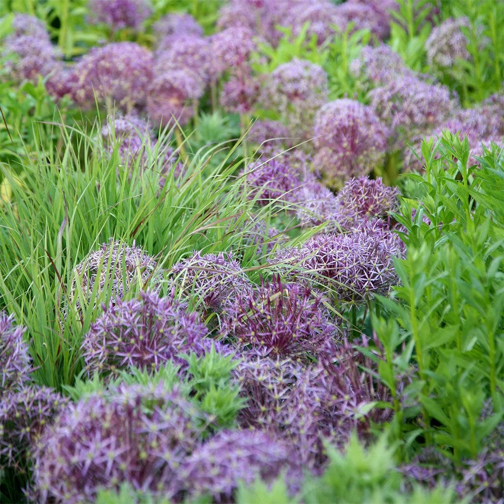 Allium - Christophii