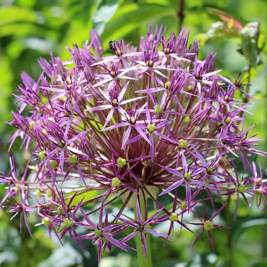 Allium - Christophii