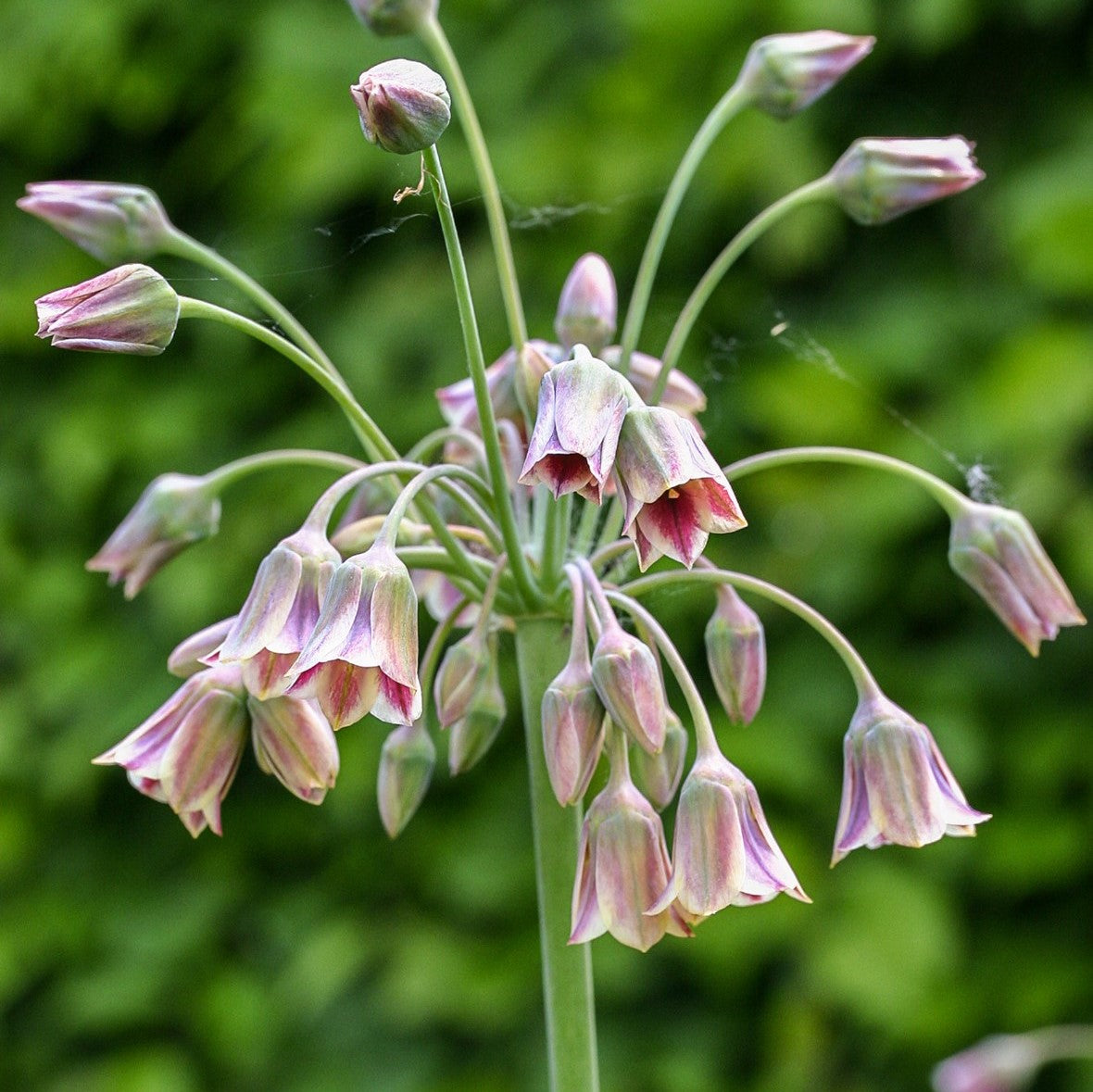 Allium - Siculum Nectaroscordum