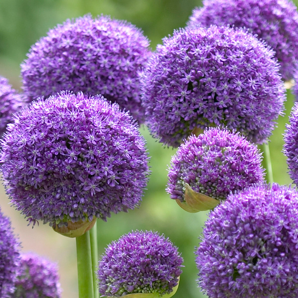 Tall Allium Collection - Elevate your garden with this stunning Allium Collection