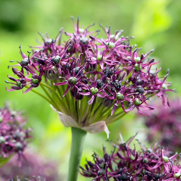 Allium - Magic