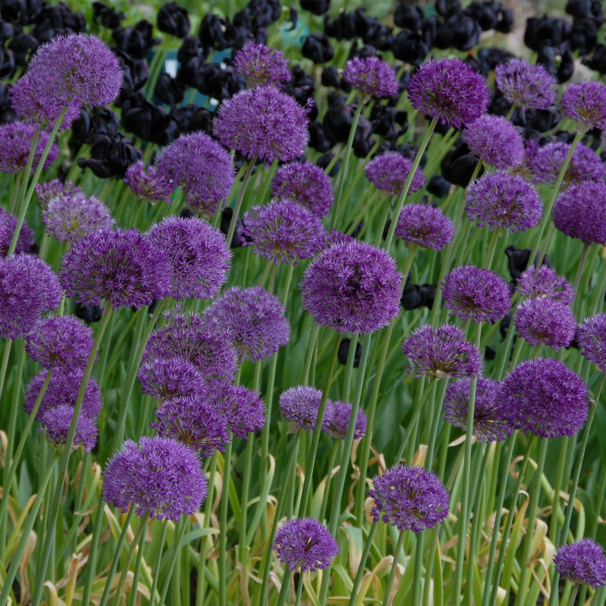 Allium Purple Sensation & Allium Sphaerocephalon (Drumstick) - Beautiful Allium Combo