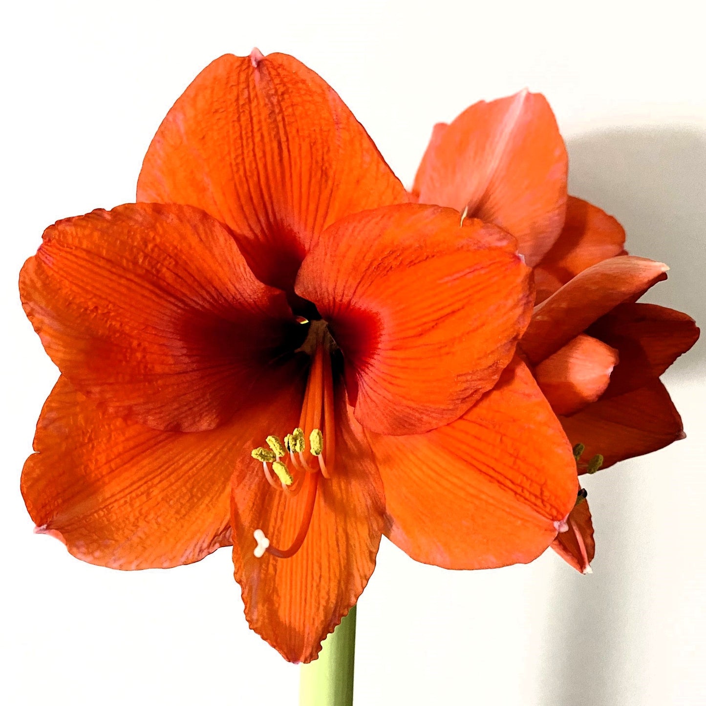 Amaryllis (Hippeastrum) - Orange Souvereign