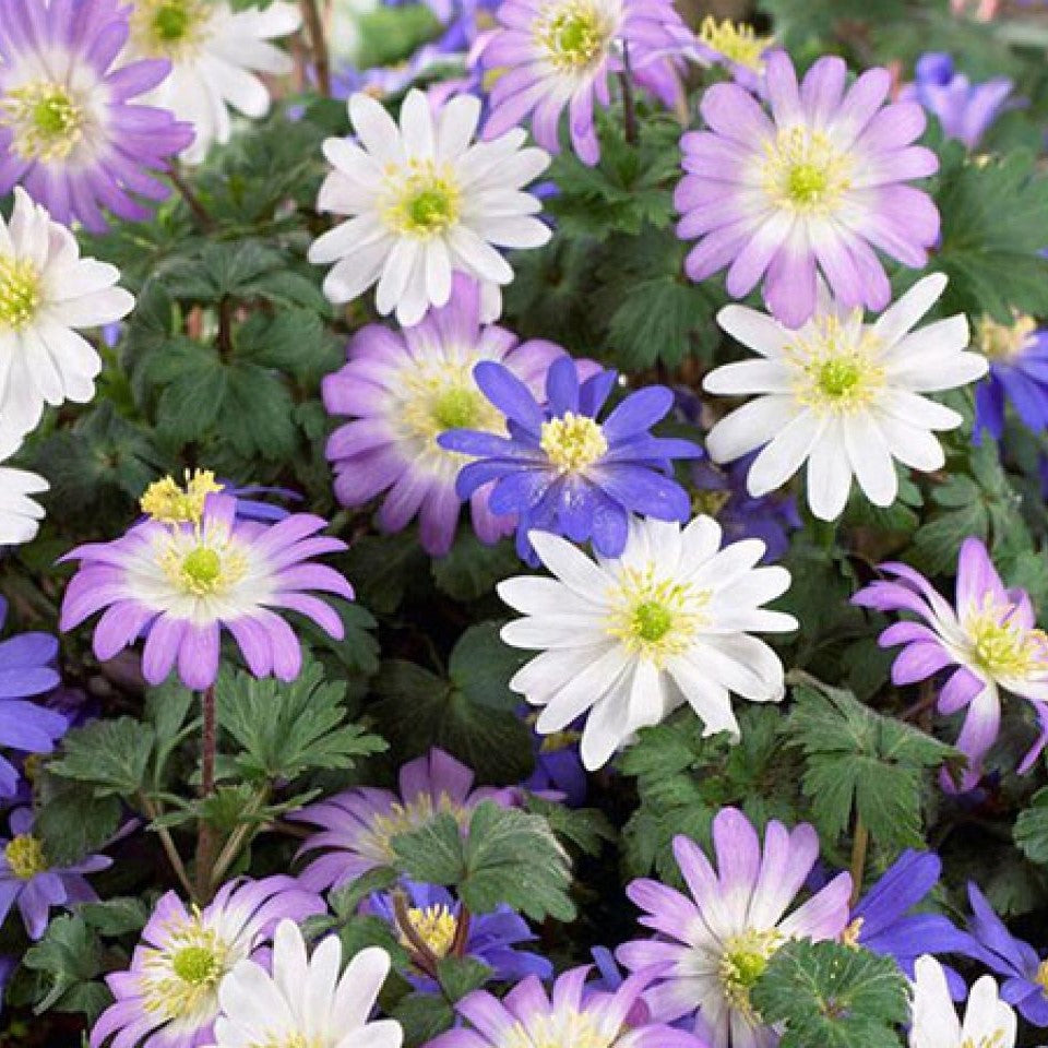 Anemone Bulbs - Free with every order