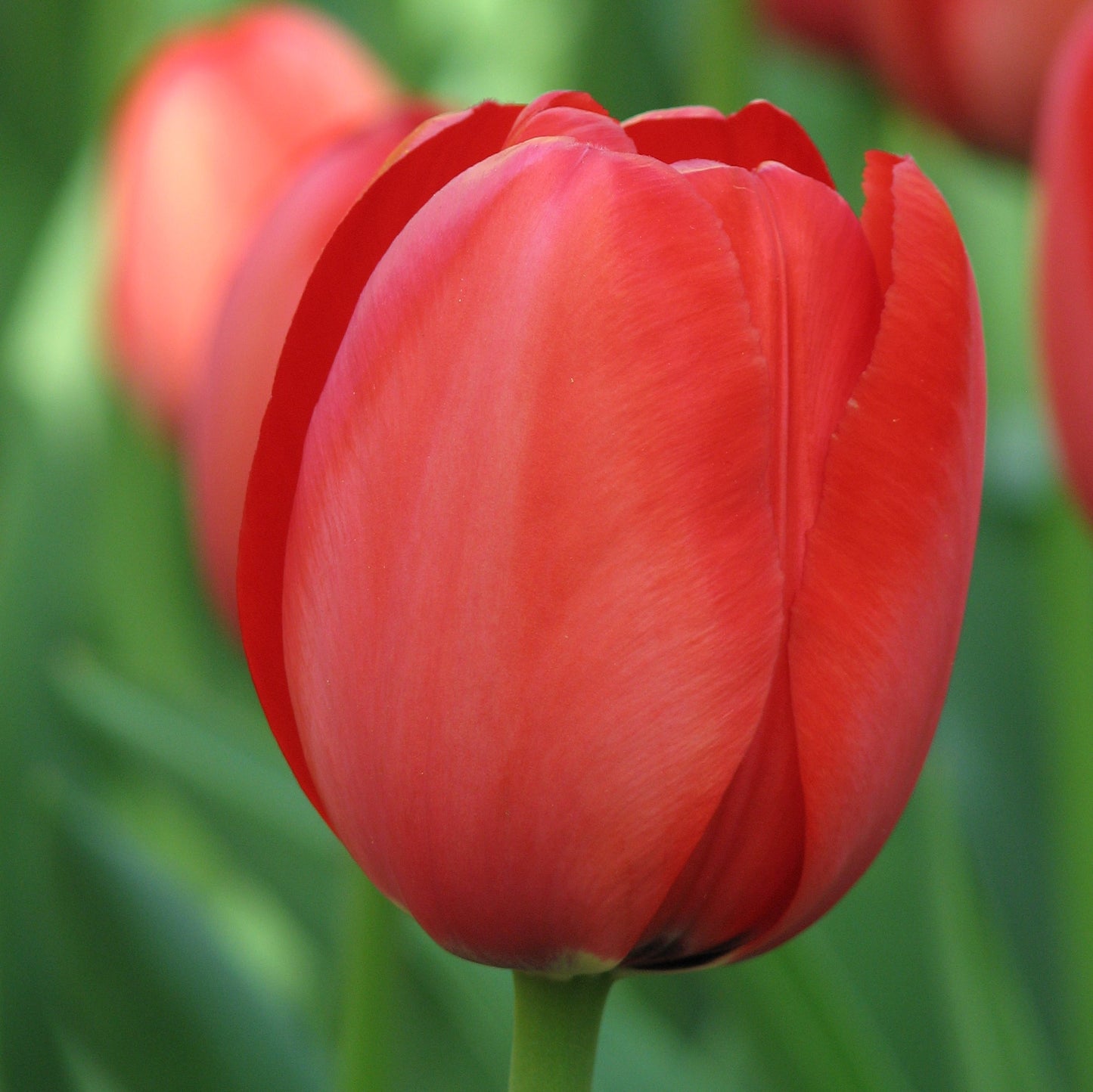 Tulip Red and White Collection.