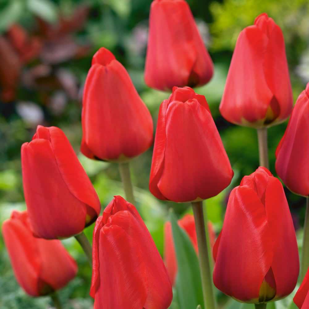 Tulip - Apeldoorn