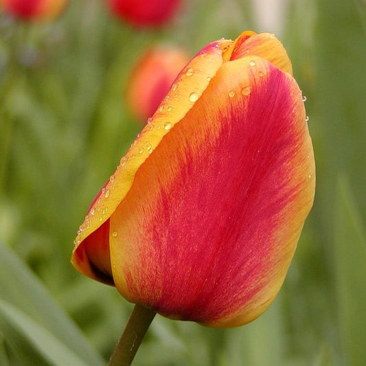 Tulip - Apeldoorn Elite