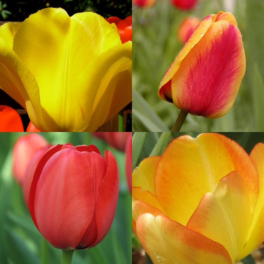 Tulip -  Apeldoorns