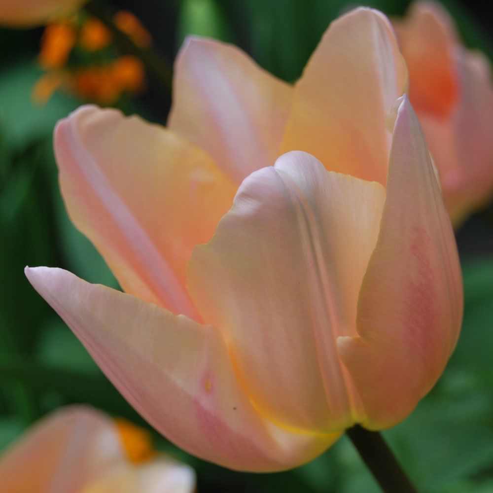 Tulip - Apricot Beauty