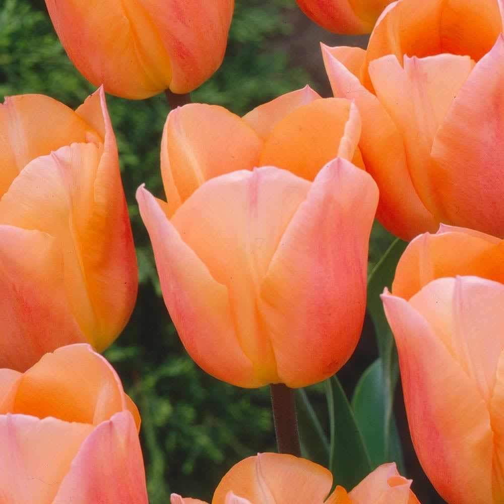 Tulip - Apricot Beauty