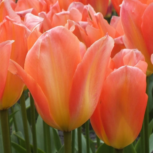 Tulip - Apricot Emperor