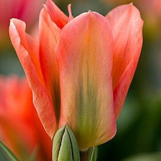 Tulip - Apricot Emperor