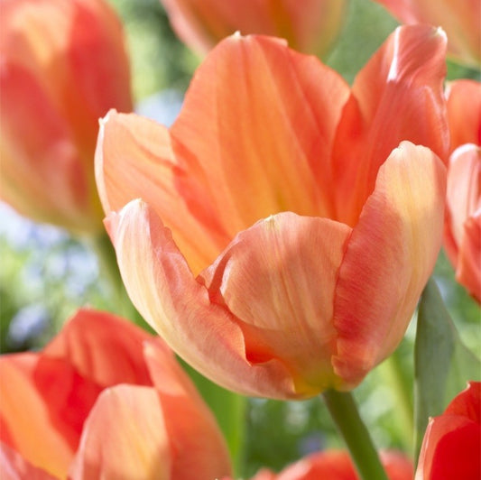 Tulip - Apricot Emperor