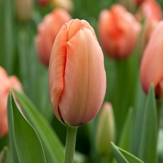 Tulip - Apricot Impression