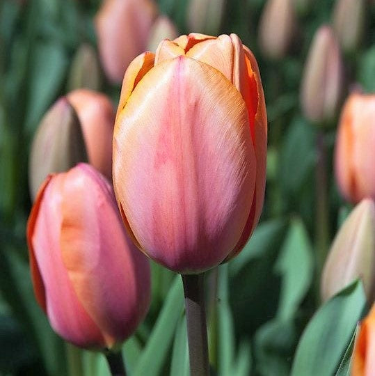 Tulip - Apricot Impression