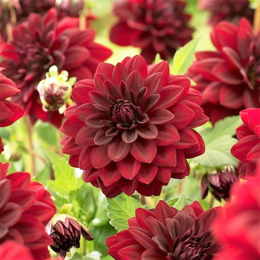 Dahlia Decorative - Arabian Night