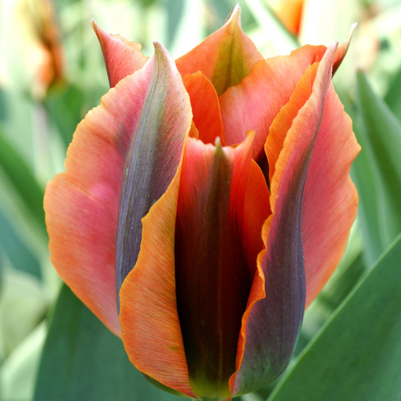 Tulip - Artist