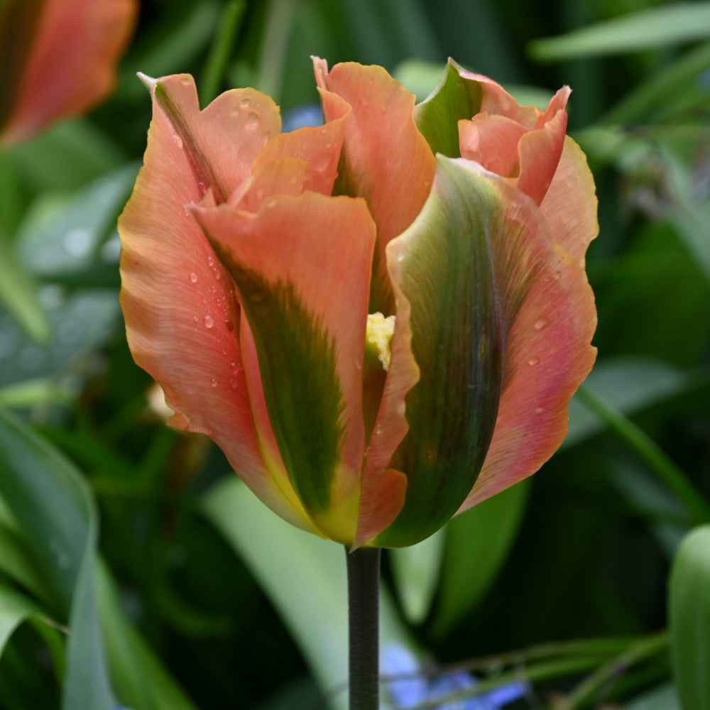 Tulip - Artist