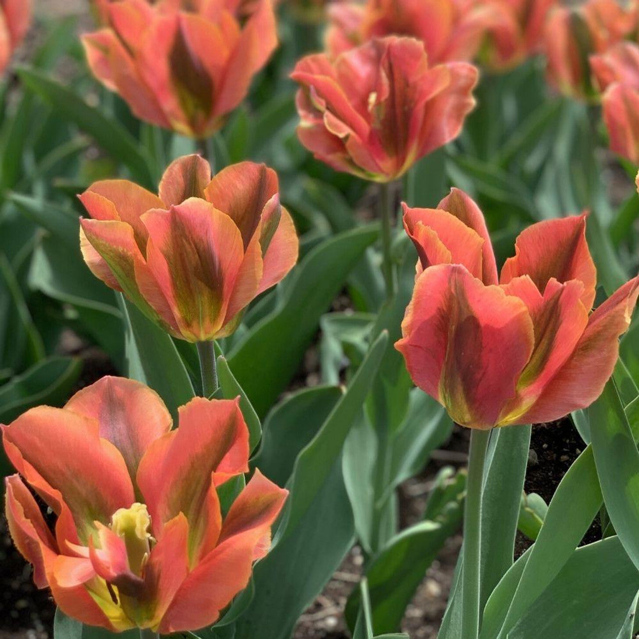 Tulip - Artist