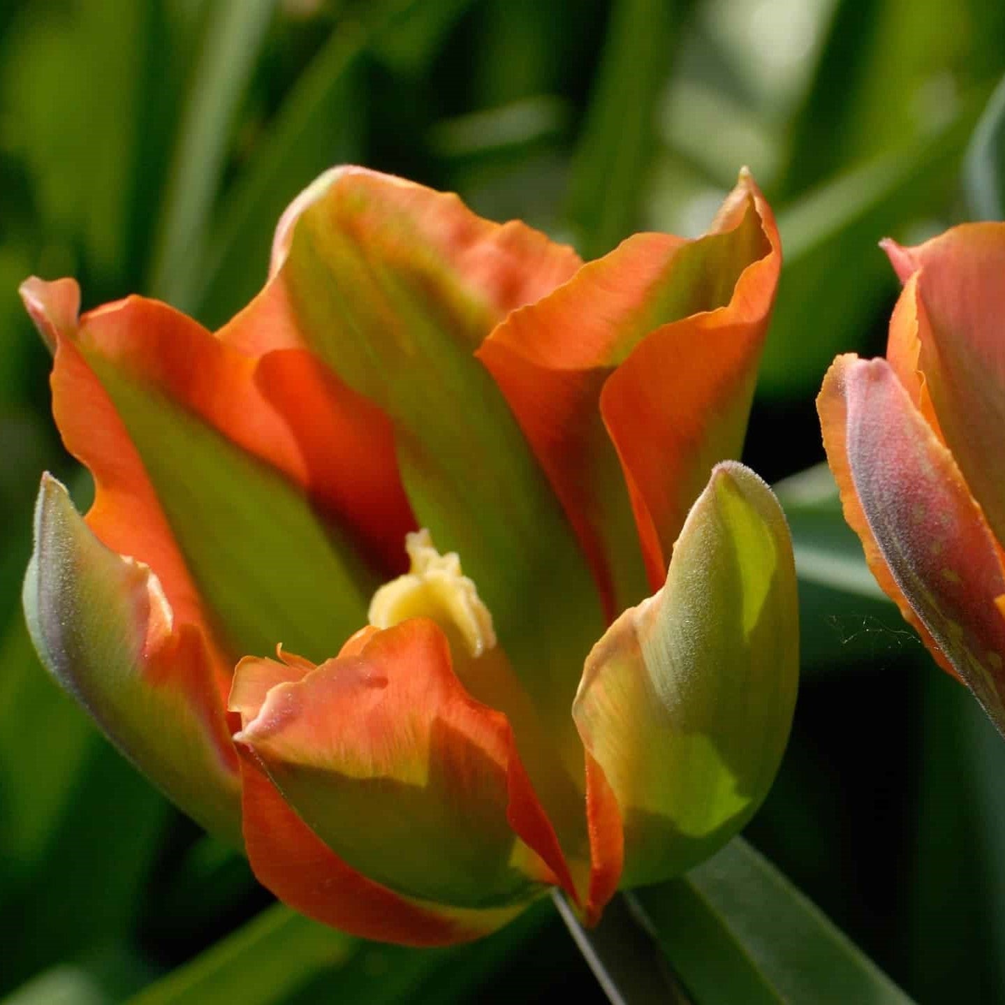 Tulip - Artist